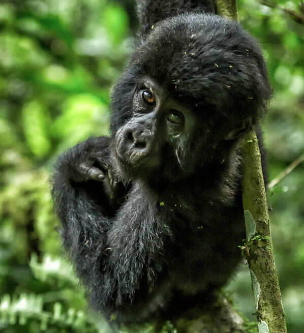 The Treasure of Bwindi Impenetrable Forest - Uganda gorilla trekking safaris - Gorilla trekking permits.