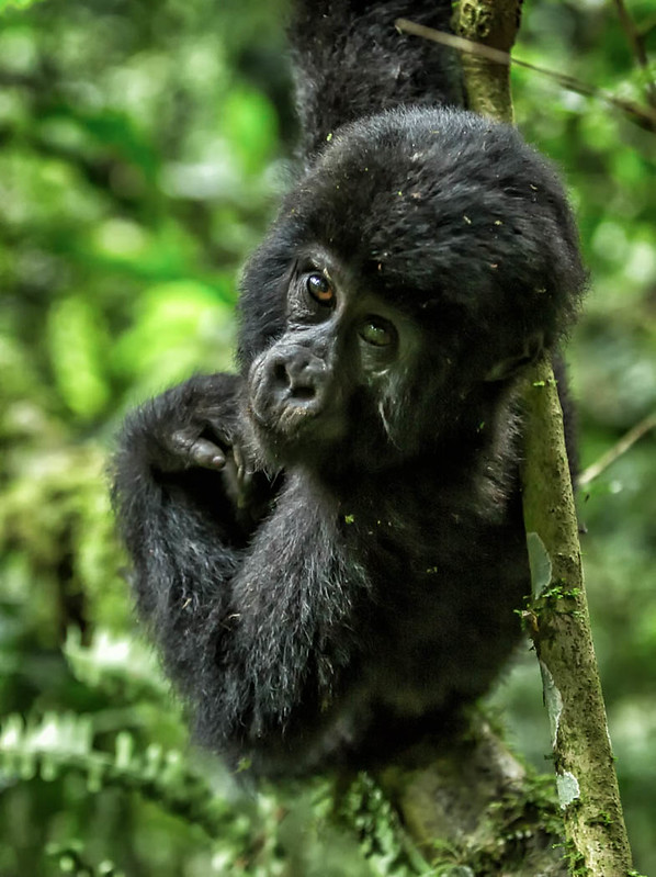 The Treasure of Bwindi Impenetrable Forest - Uganda gorilla trekking safaris - Gorilla trekking permits.