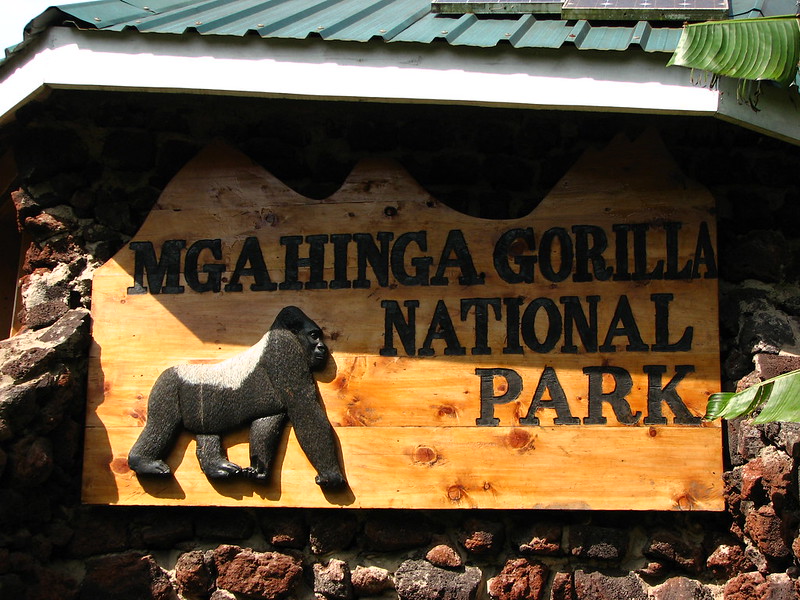 Uganda Gorilla Trekking Safari A Journey Through Bwindi and Mgahinga.