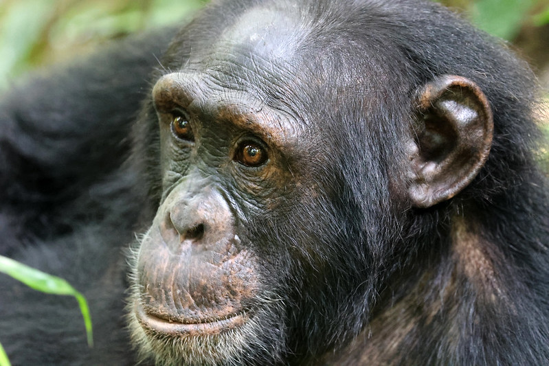 Best Time to Go on a Uganda Chimpanzee Trekking Safari Seasonal Guide.