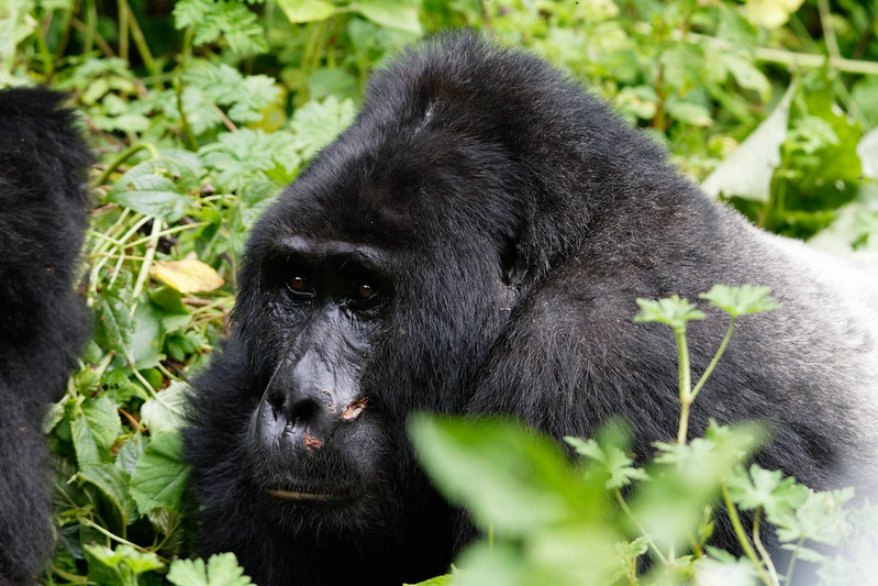 Best Time to Go on a Uganda Gorilla Trekking Safari.