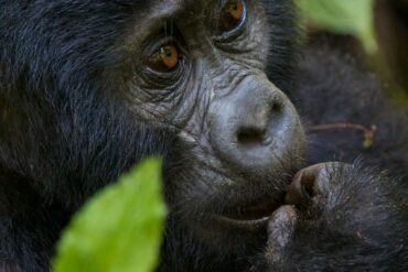 Booking Uganda Gorilla Trekking Safaris.