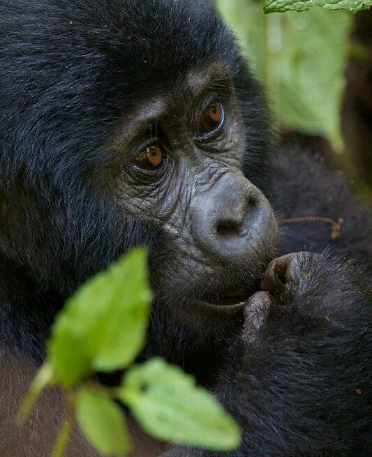 Booking Uganda Gorilla Trekking Safaris.