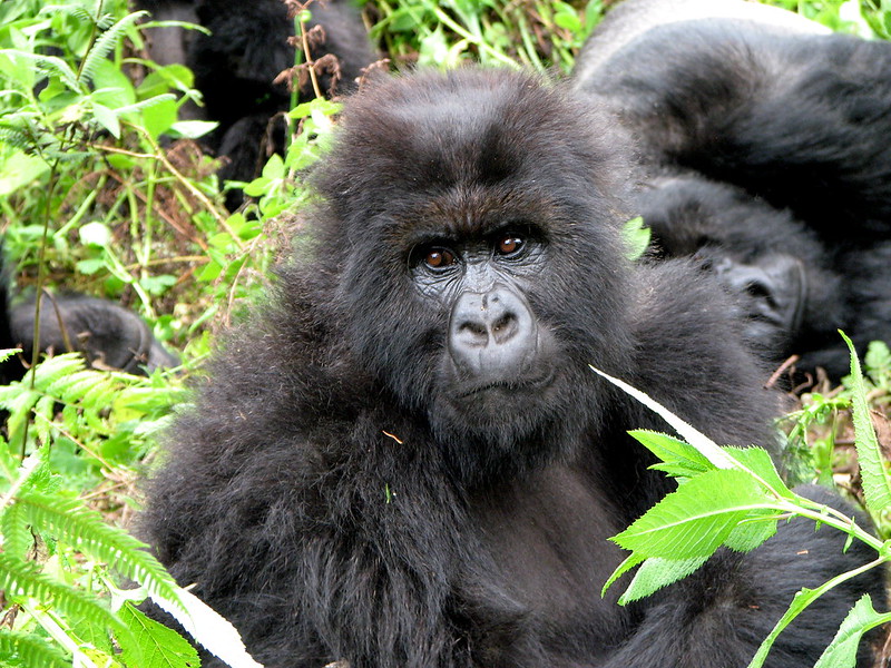 Booking a Gorilla Trekking Safari in Africa.