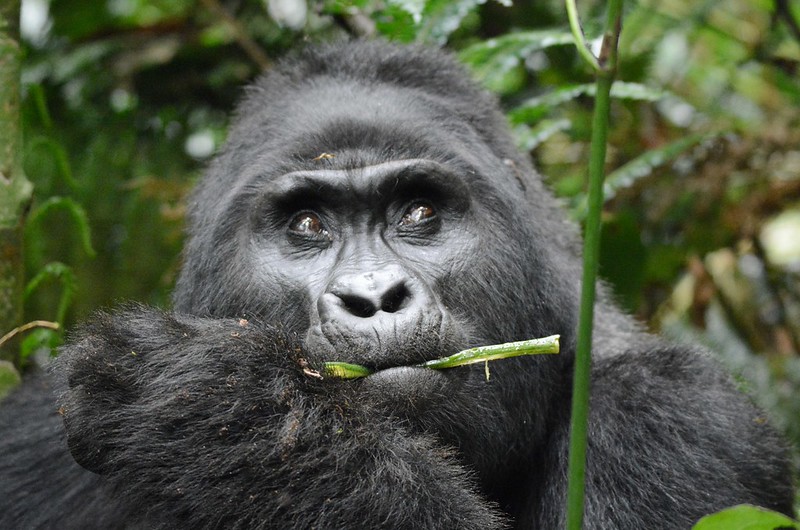 Buhoma Gorilla Trekking Safari in Uganda.