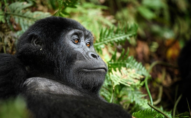 Buhoma Gorilla Trekking in December, An Unforgettable Adventure.