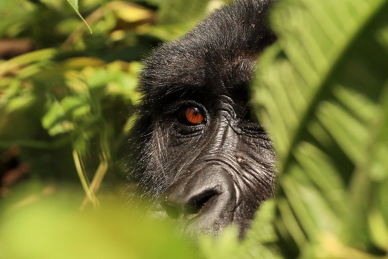 Bwindi Impenetrable National Park, The Perfect Gorilla Destination in Africa.