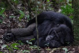 Chimpanzee trekking in Bugoma Forest