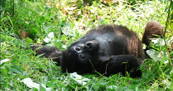 Comparing Uganda Gorilla Trekking Safari with Rwanda Which Is Better