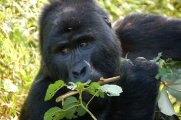 How to Get to Nkuringo for Gorilla Trekking Safari in Uganda.