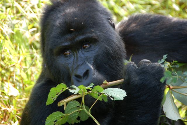 How to Get to Nkuringo for Gorilla Trekking Safari in Uganda.