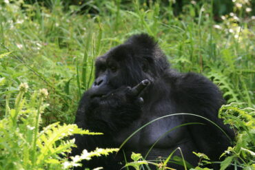 How to Get to Ruhija Bwindi for a Gorilla Trekking Safari in Uganda.