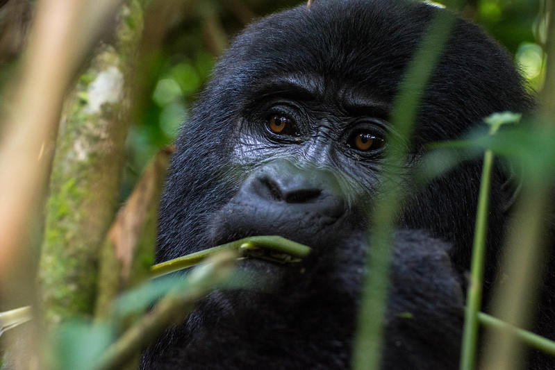 Nkuringo Gorilla Trekking Safaris in Uganda.