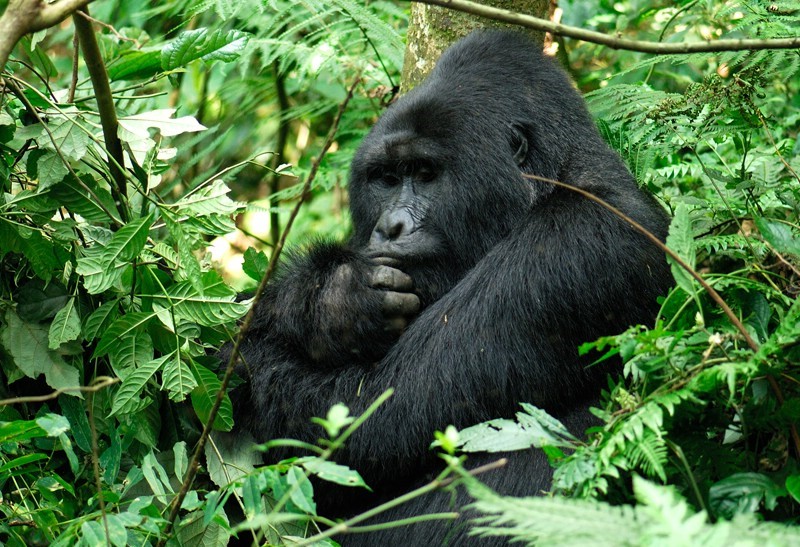 Nkuringo Gorilla Trekking in December, The Ultimate Guide to a Festive Wildlife Adventure.