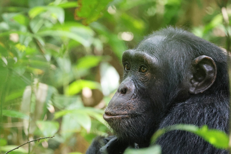 Packing Tips for Your Uganda Chimpanzee Trekking Safari Adventure.