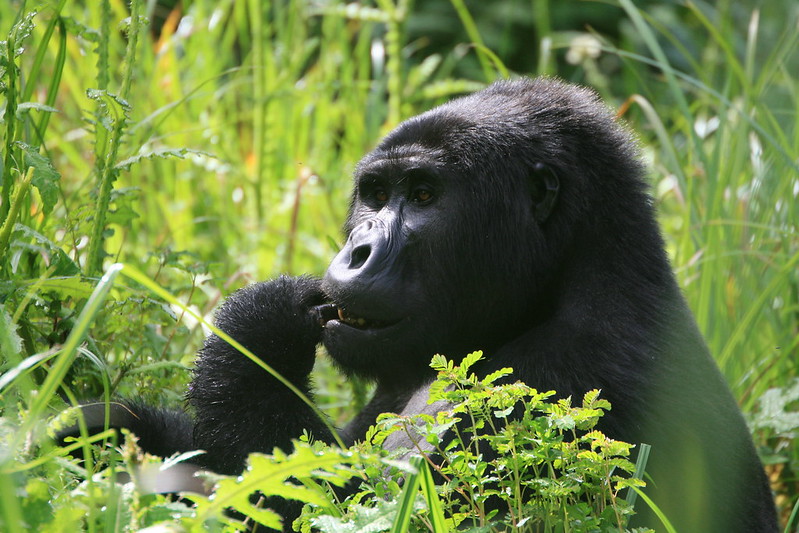 Ruhija Gorilla Trekking Safaris in Uganda.