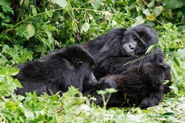 Rushaga Gorilla Trekking Safaris in Uganda.