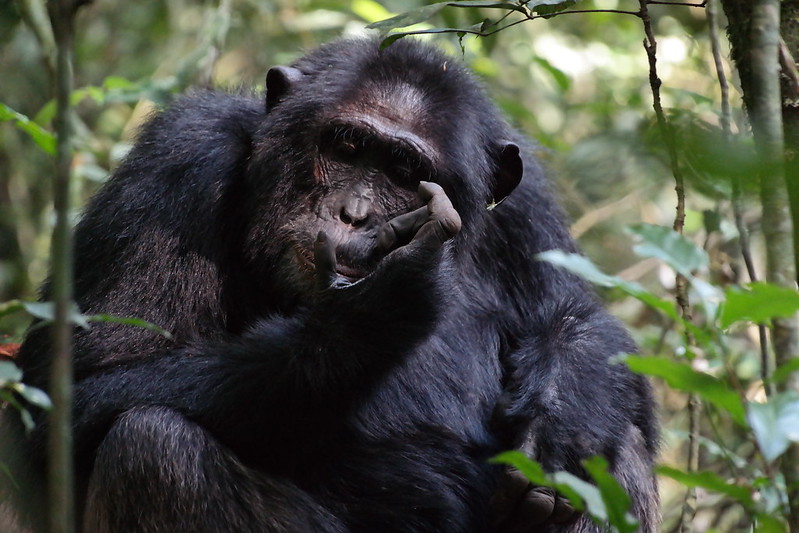 Top Destinations for Chimpanzee Trekking in Uganda-Kibale vs. Kyambura Gorge