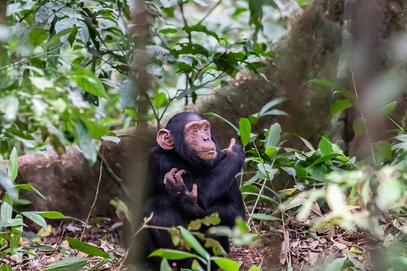 Top Destinations for Chimpanzee Trekking in Uganda-Kibale vs. Kyambura Gorge