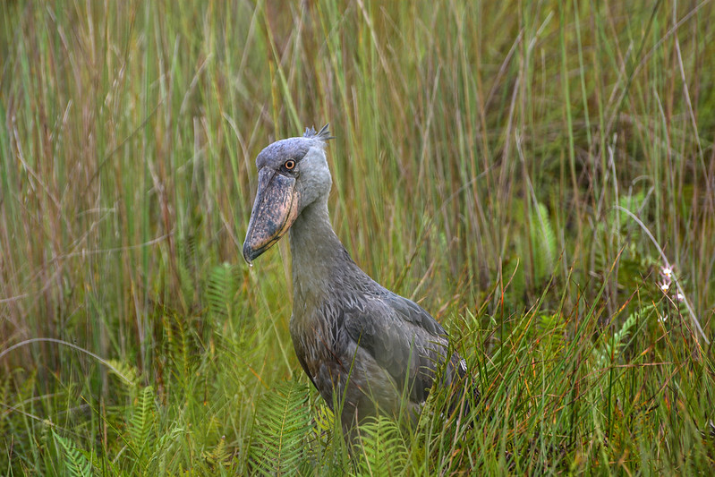 Uganda Birding Safaris and Tour Destinations.