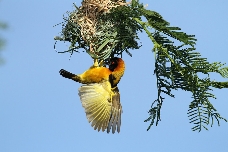 Uganda Birding Safaris and Tour Destinations.