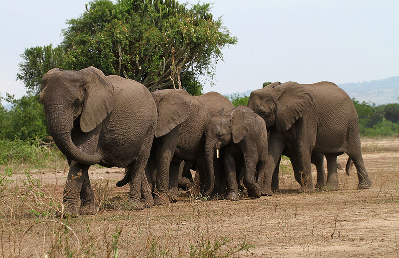 Uganda Family Safaris in December, A Perfect Holiday Adventure.