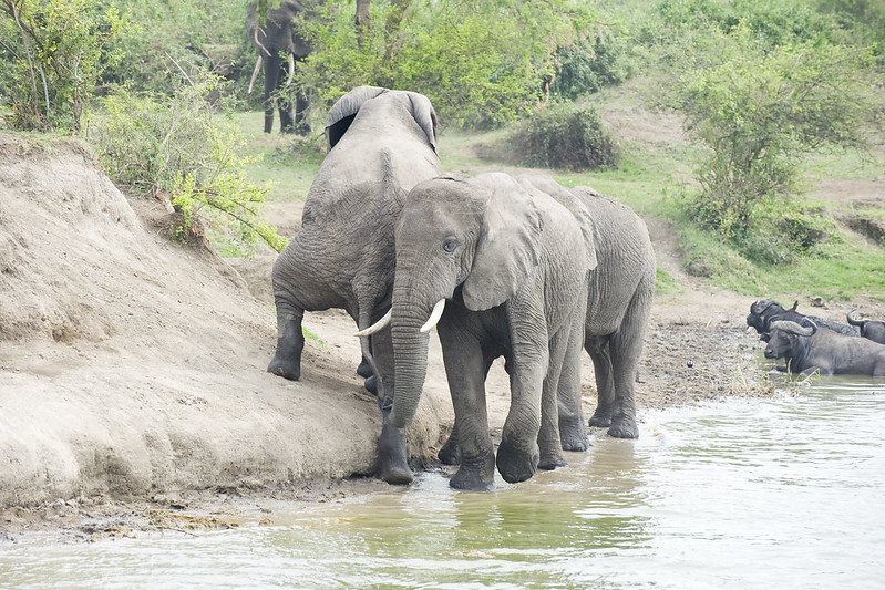 Uganda Festive Safari Destinations, Top Places to Visit for a Memorable Holiday.