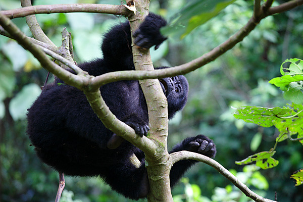 Uganda Gorilla Trekking Safari A Journey Through Bwindi and Mgahinga.