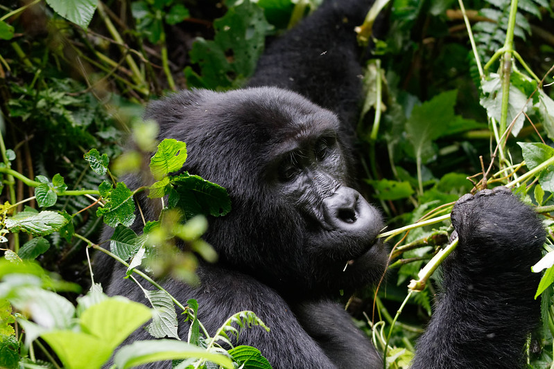 Uganda Gorilla Trekking Tours in December, Your Guide to an Unforgettable Adventure.