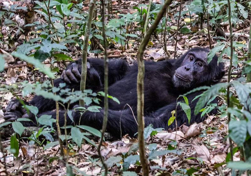 Ultimate Guide to Uganda Chimpanzee Trekking Safari