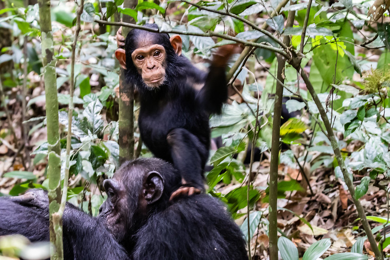 Ultimate Guide to Uganda Chimpanzee Trekking Safari