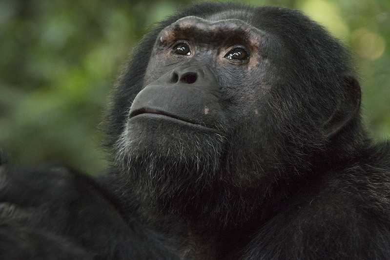 What to Expect on a Uganda Chimpanzee Trekking Safari - A First-Timer’s Experience.