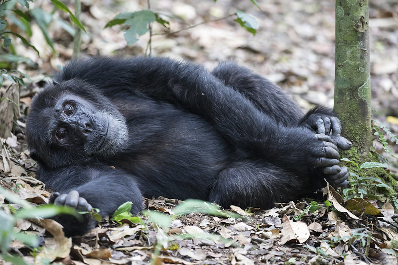 Why Uganda Chimpanzee Trekking Safari is a Must for Wildlife Lovers.