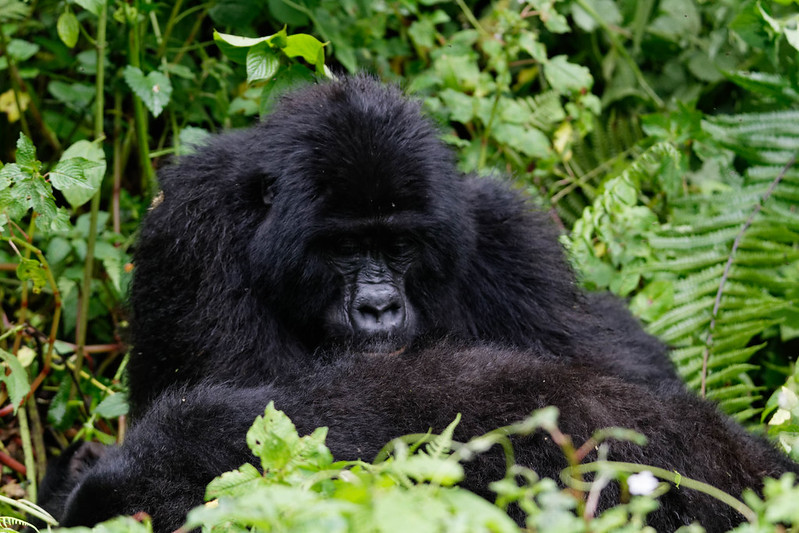 Gorilla Families in Bwindi Impenetrable National Park