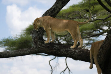 The Tree-Climbing Lions of Ishasha Sector, Queen Elizabeth National Park.