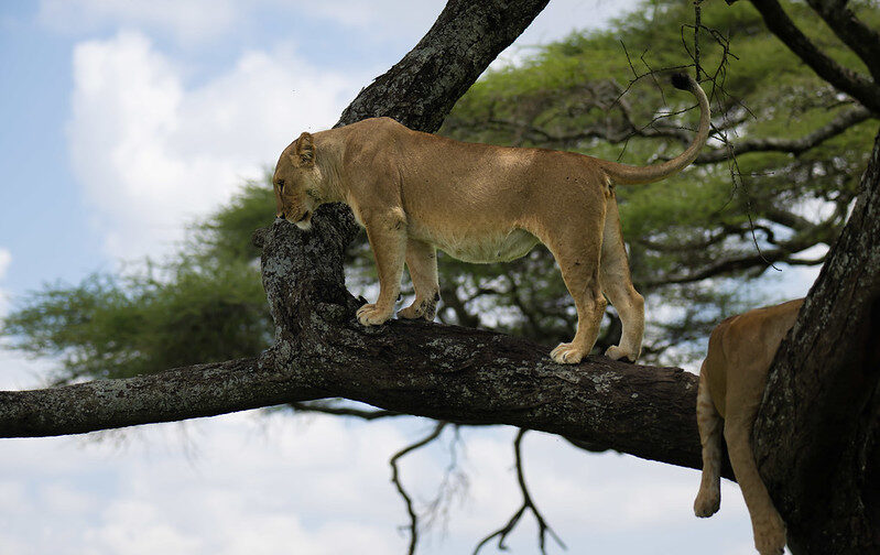 The Tree-Climbing Lions of Ishasha Sector, Queen Elizabeth National Park.