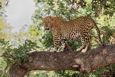 Uganda Big Five Wildlife Adventure Safaris and Tours.