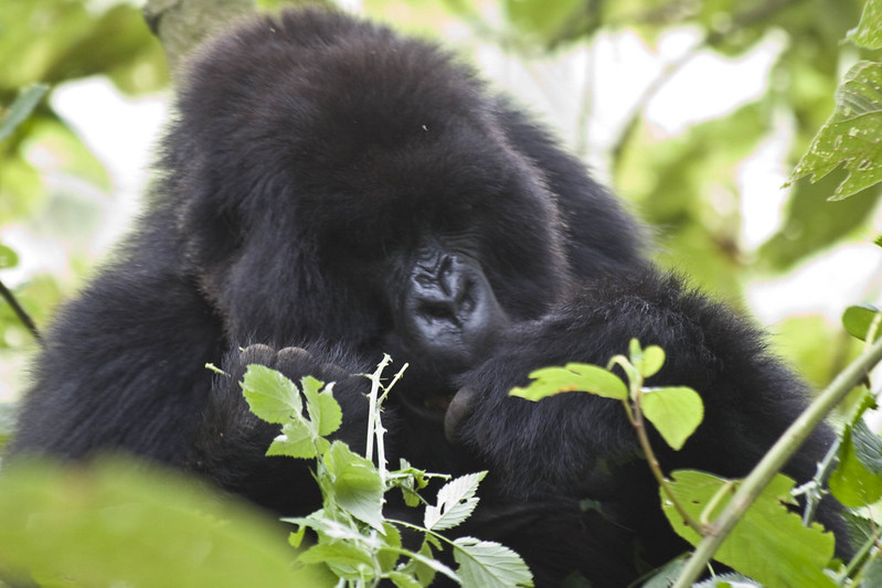 Uganda Gorilla Trekking Safaris and Tours 2025.